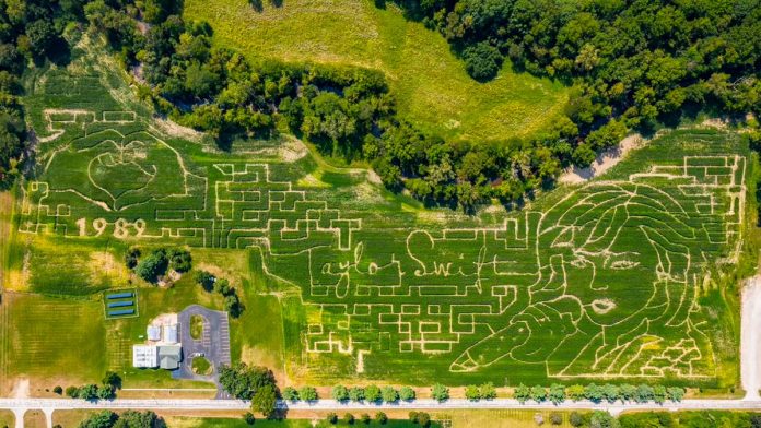 Taylor Swift-inspired corn mazes in Ohio and Maryland go viral: 'She's real special'
