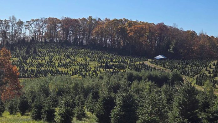 White House selects North Carolina family's Christmas tree farm to provide 2024 tree