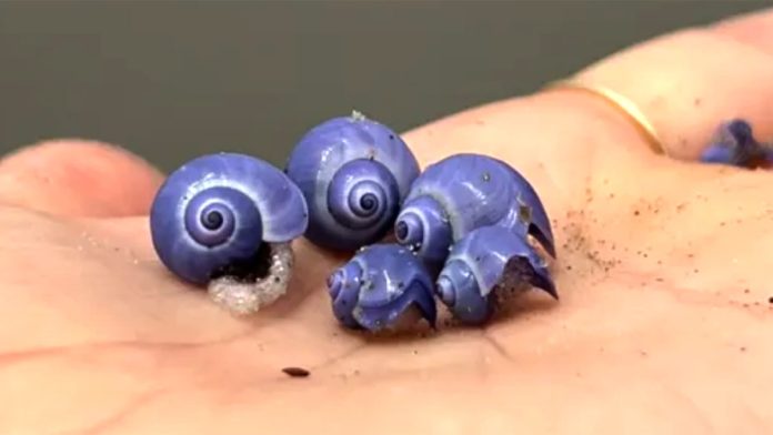 Mysterious rare purple shell washes up on shores of beach after long absence