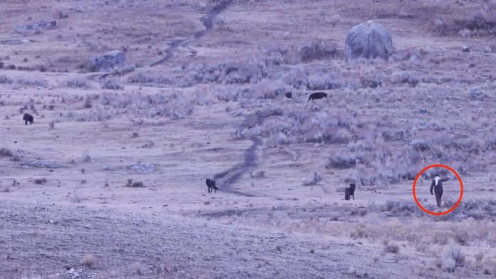 Man caught on camera approaching, spraying unknown substance toward Yellowstone wolves: rangers