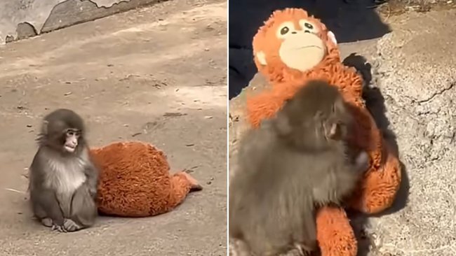 Viral Japanese monkey Punch‘s bond with plush toy mirrors harrowing 1950s attachment study