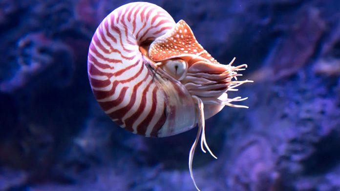 Ancient ocean mystery deepens as long-misidentified fossil is finally revealed by researchers