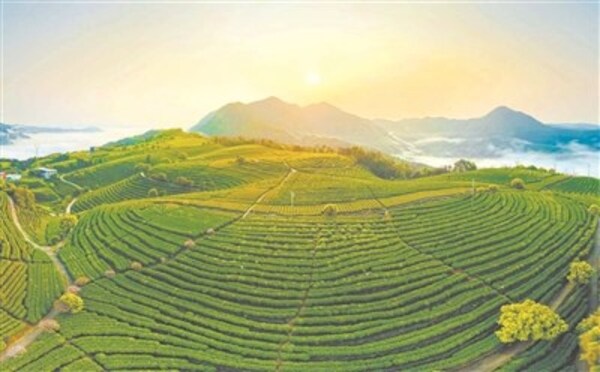 Xinhua Silk Road: Historic black tea brand drives rural prosperity in SE China's Fujian