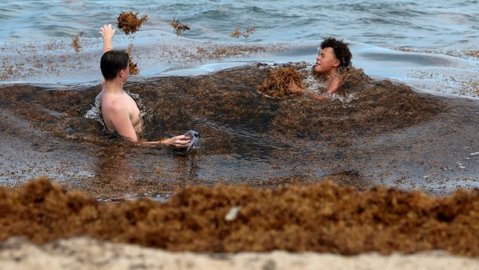 Record seaweed invasion leaves beachgoers gagging as fumes raise health fears