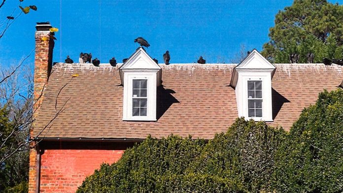 Vulture takeover sparks outrage as droppings coat homes, cars and sidewalks