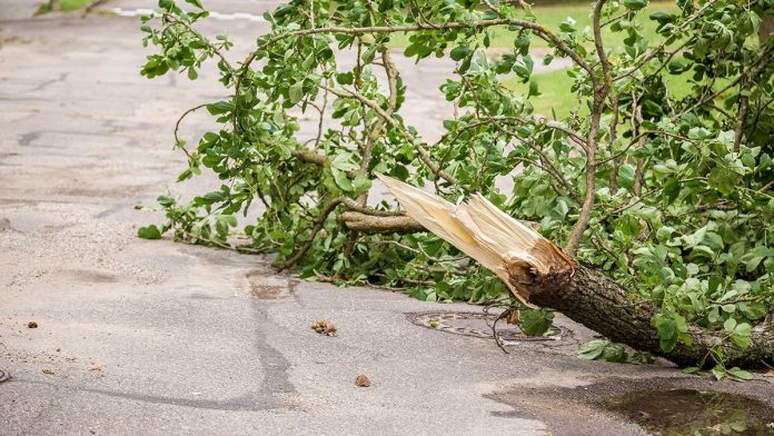 Terrifying scene unfolds at Six Flags as storm-toppled tree sends 4 guests to hospital
