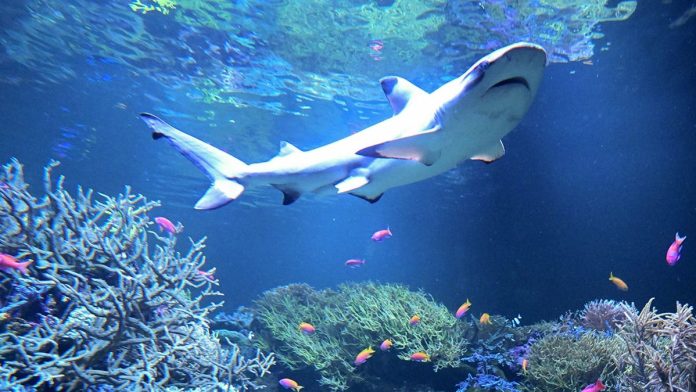 Shark Week advisory as warming seas push blacktips farther north along East Coast