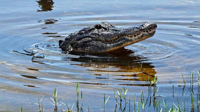 Massive alligator attacks young swimmer in nature preserve despite posted warning